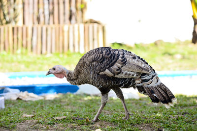 Close-up of a bird