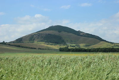 Scenic view of agricultural field against sky