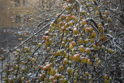 Close-up of berries on tree