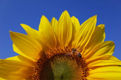 Close-up of sunflower against blue sky