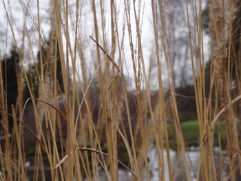 Close-up of grass in water