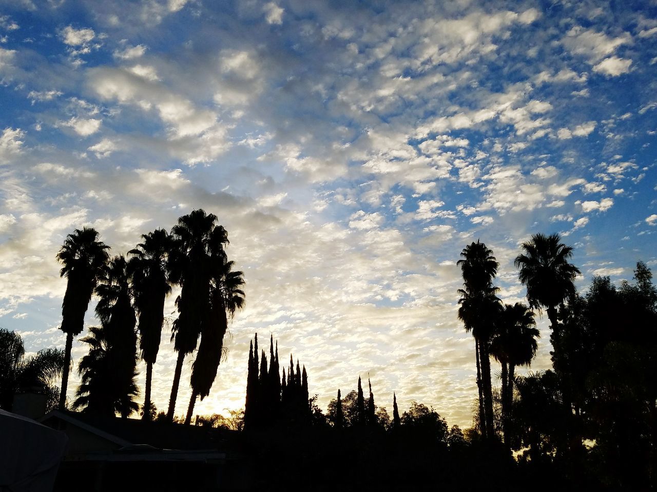 SILHOUETTE PALM TREES AGAINST SKY