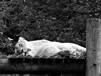 A black and white of a sleeping lioness