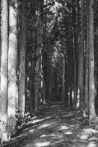 View of trees in forest