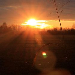 Sun shining through trees