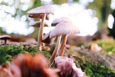 Close-up of mushroom growing outdoors