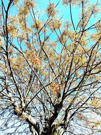 Low angle view of flowering tree against sky