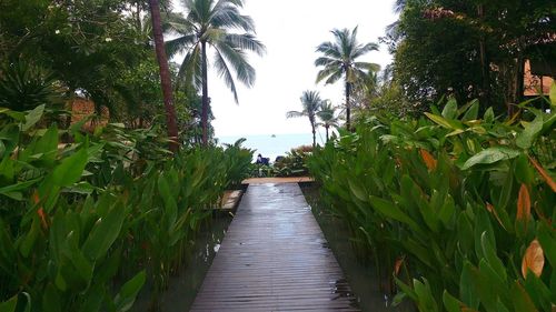 Walkway amidst palm trees by sea against clear sky