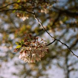 Close-up of bee pollinating on flower tree