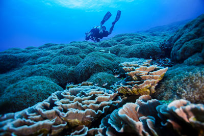 Fish swimming in sea