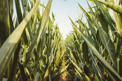 Close-up of stalks in field against sky