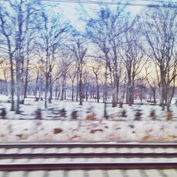 Snow covered bare trees