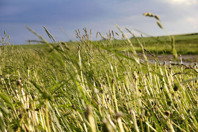 Close-up of wheat field against clear sky