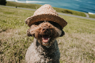 Close-up portrait of a dog on field