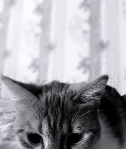 Close-up portrait of a cat