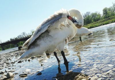 Swan on lake against clear sky