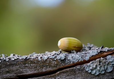 Close-up of snail on wood