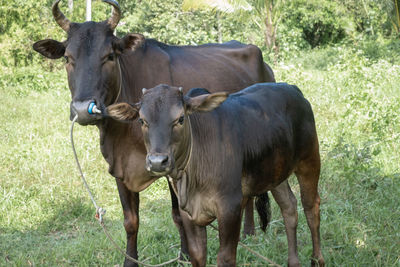 Cows standing in a field