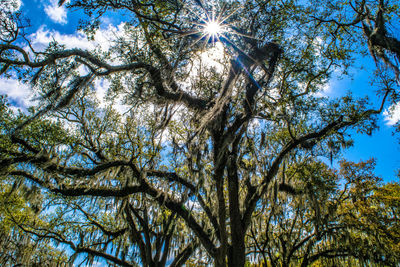 Low angle view of trees against blue sky