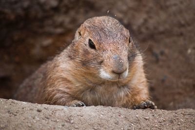 Close-up of squirrel