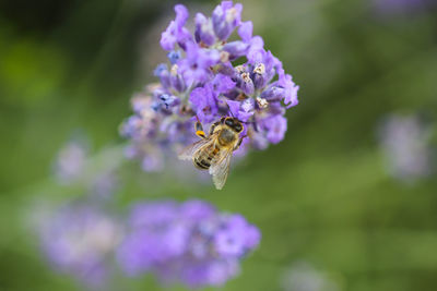 Close-up of bee pollinating on purple flower