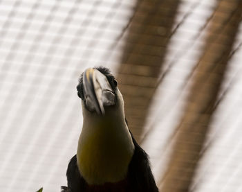 Close-up of bird