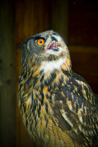 Close-up portrait of owl