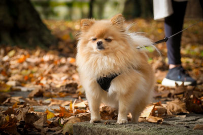 Portrait of pomerian dog