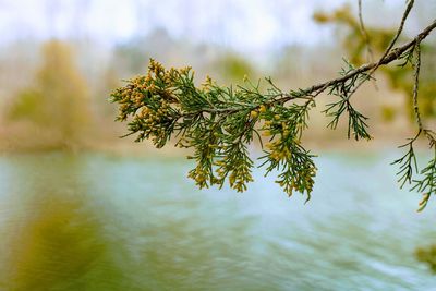 Close-up of pine tree branch against lake