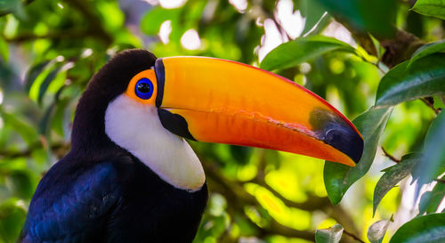 Close-up of a bird