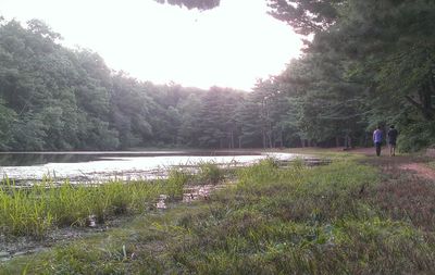 Reflection of trees in water