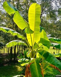 Low angle view of banana tree against sky