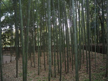 Bamboo trees in forest