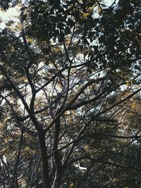 Low angle view of trees in forest