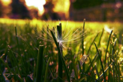 Close-up of wheat growing on field