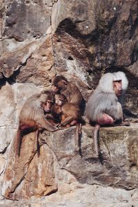 Monkey on rock formation