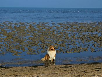 Dog on beach by sea against sky