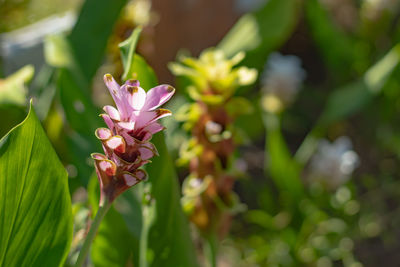 Close-up of pink flowering plant