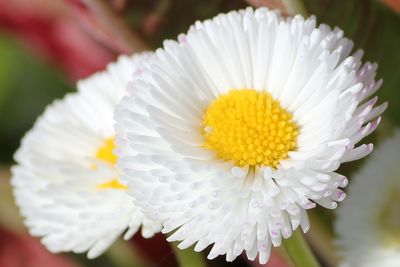 Close-up of white flower