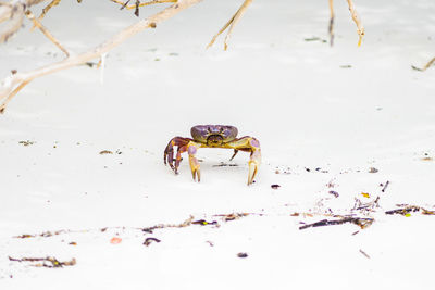 High angle view of crab on beach