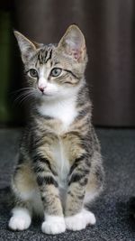 Close-up of kitten sitting on carpet at home