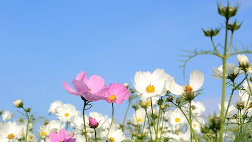 Close-up of pink cosmos flowers against clear sky