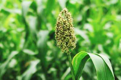 Close-up of flowering plant on land