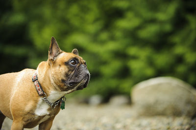 Close-up of dog in park