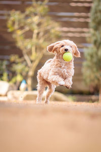 Dog running on a land