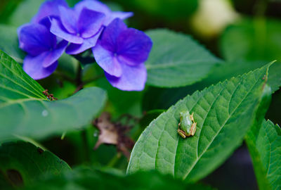 Close-up of frog on plant