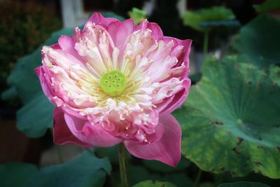 Close-up of pink rose flower