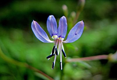 Close-up of purple flower