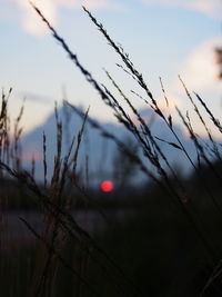 Close-up of silhouette plant against sky at sunset