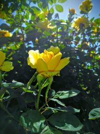 Close-up of yellow flowers